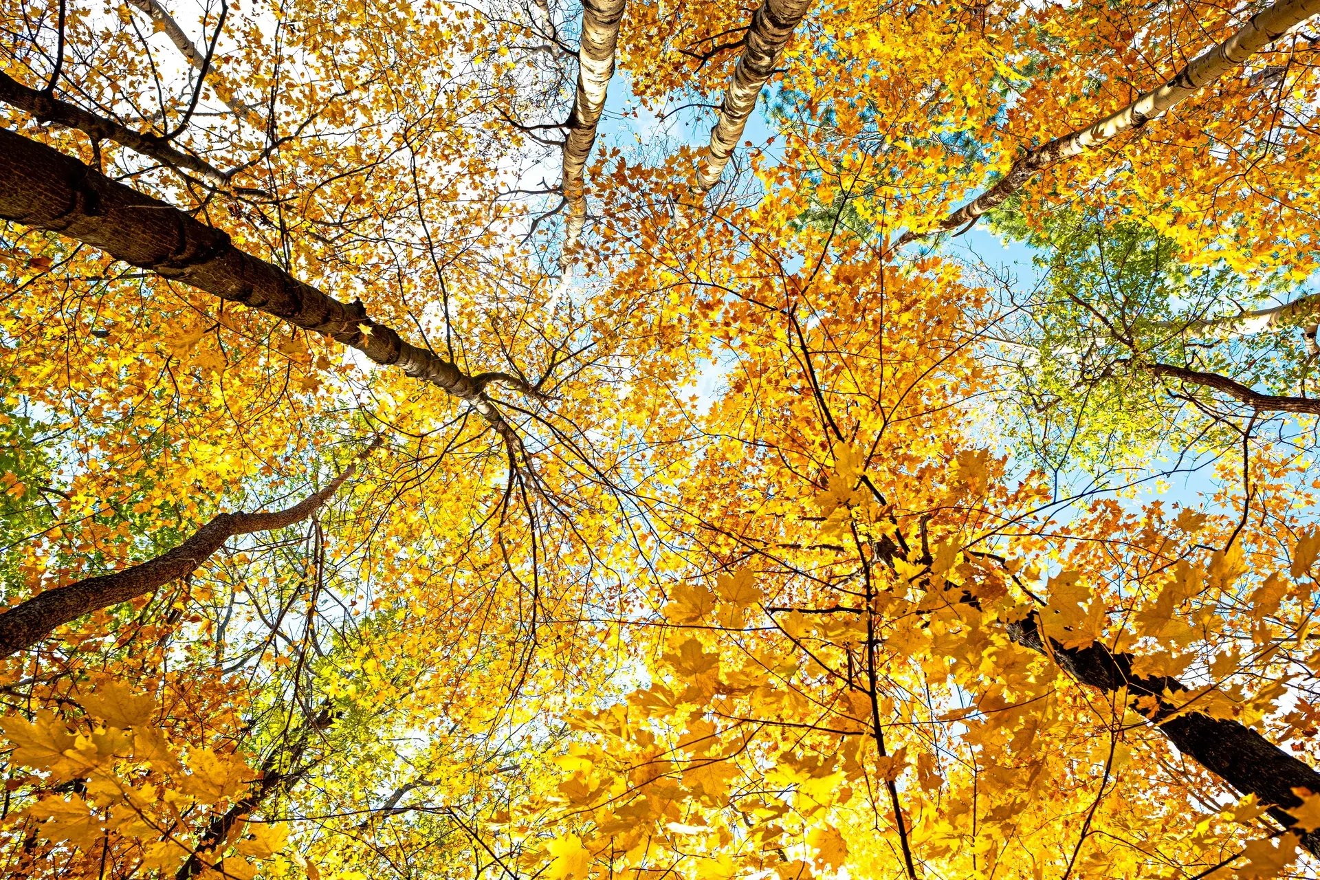 Tree-lined residential street in the Armatage neighborhood of Minneapolis