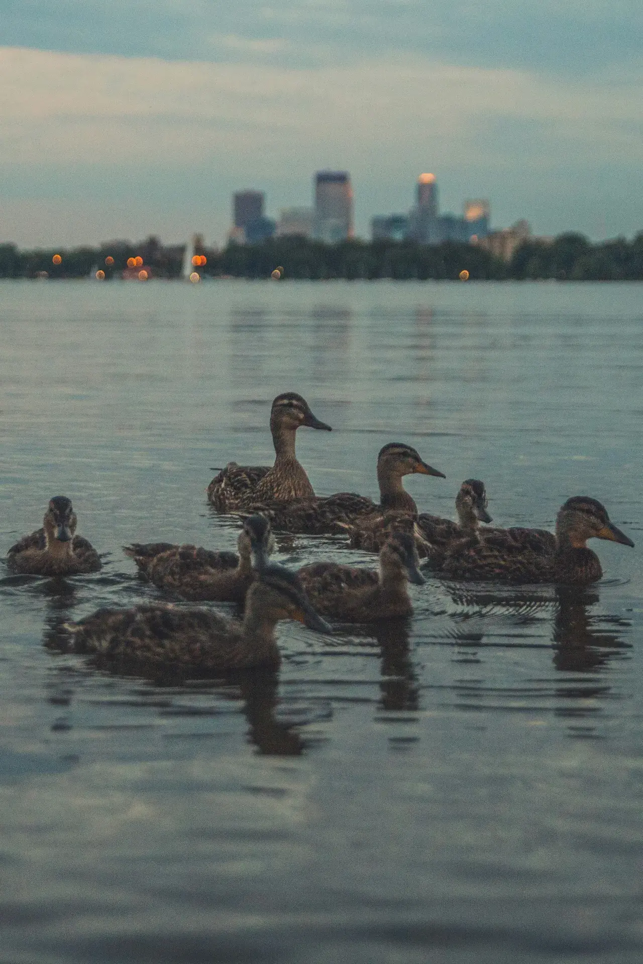 Lake of the Isles eastern shore with East Isles homes and the Minneapolis skyline
