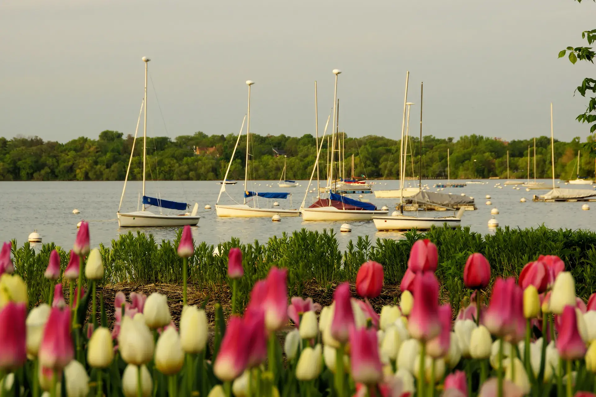 Tree-lined residential street in Lynnhurst, Minneapolis with mature elms and 1920s bungalows